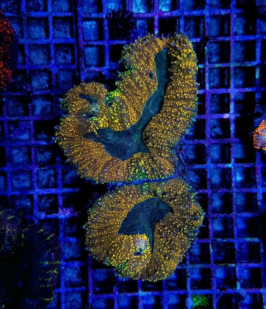 Lobophyllia spp. (Orange-Red) (Premium)