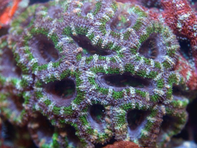 Acanthastrea lordhowensis (Green)