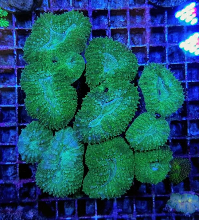 Lobophyllia spp. (Green)