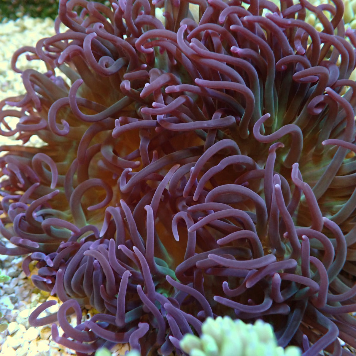 Macrodactyla doreensis (Purple)