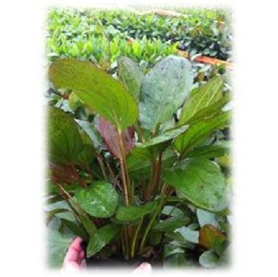 Echinodorus moederplant mix @