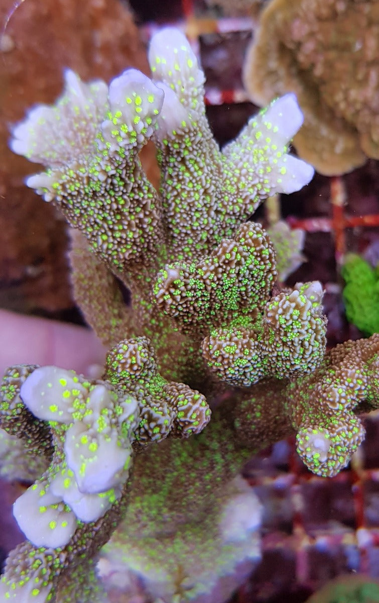 Montipora malampaya