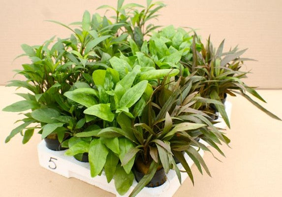 Plantenpakket Echindorus 4x5 st.