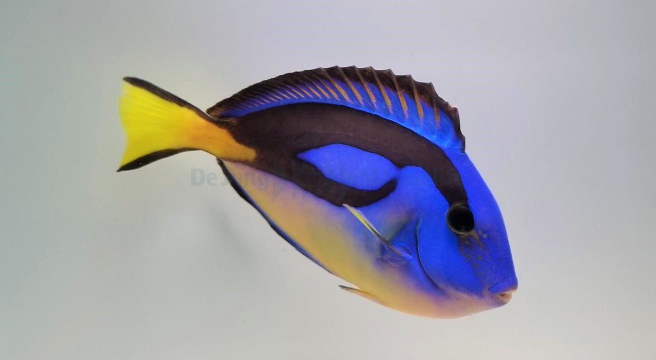 Paracanthurus hepatus (yellow belly)