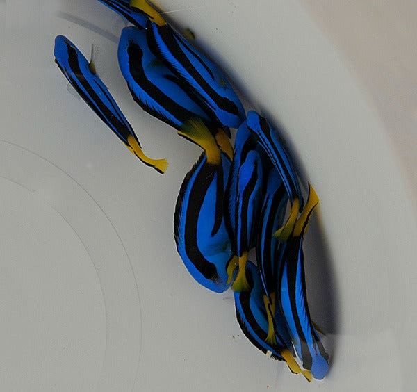 Paracanthurus hepatus