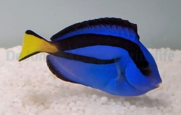 Paracanthurus hepatus