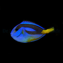 Paracanthurus hepatus (yellow belly)