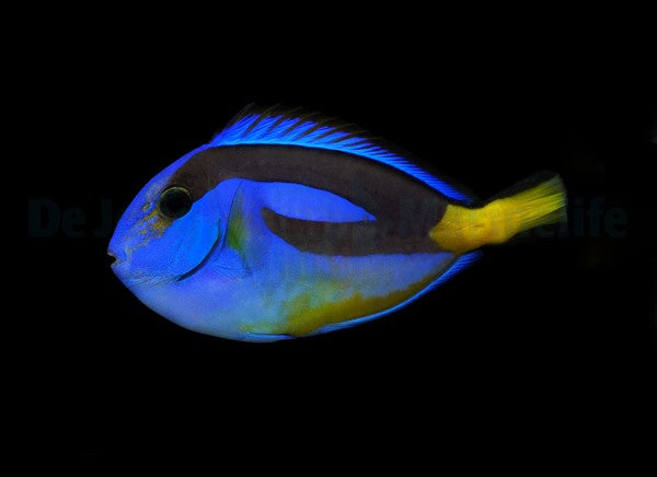 Paracanthurus hepatus (yellow belly)