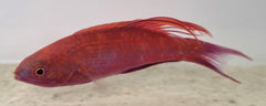 Paracheilinus cyaneus