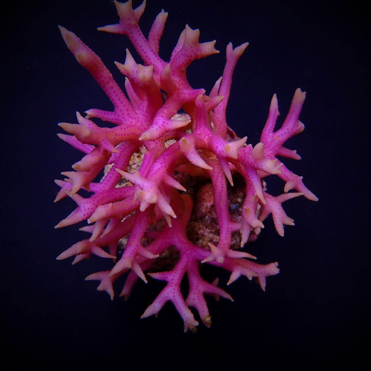 Seriatopora hystrix (Pink)