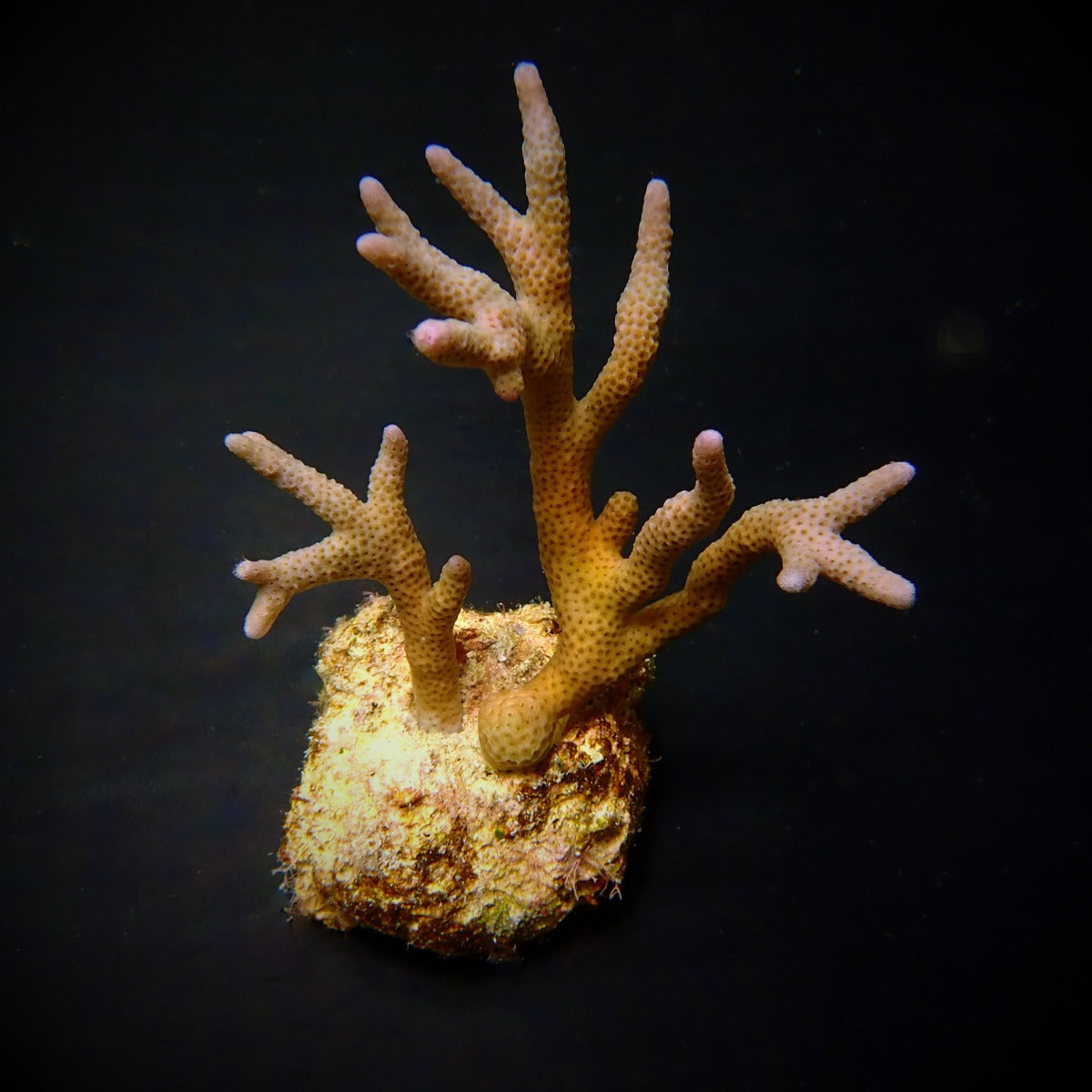 Montipora spp. (Branched)