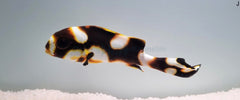 Plectorhinchus vittatus