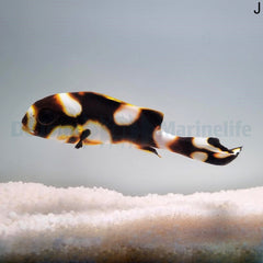 Plectorhinchus vittatus