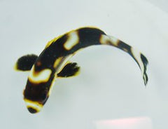 Plectorhinchus vittatus