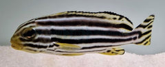 Plectorhinchus vittatus