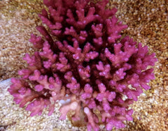 Pocillopora damicornis (Pink)