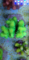 Pocillopora verrucosa (Yellow-Green)