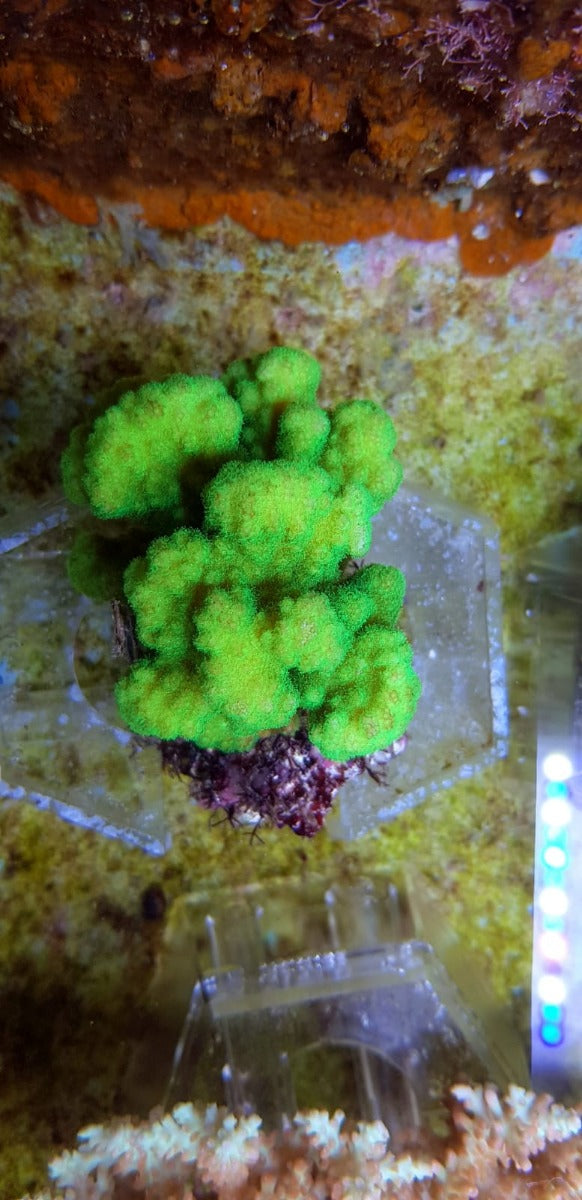 Pocillopora verrucosa (Yellow-Green)