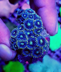 Zoanthus spp. (Blue)