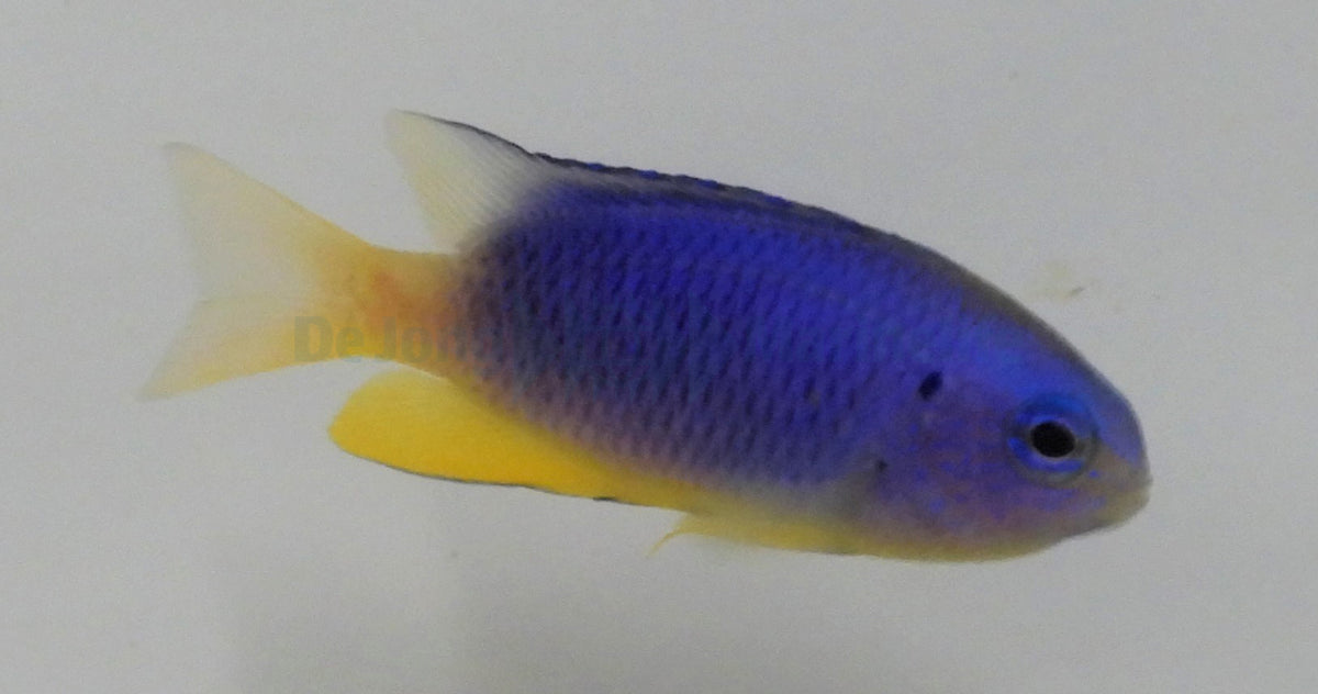 Pomacentrus coelestis