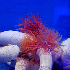 Protula bispiralis (Red)