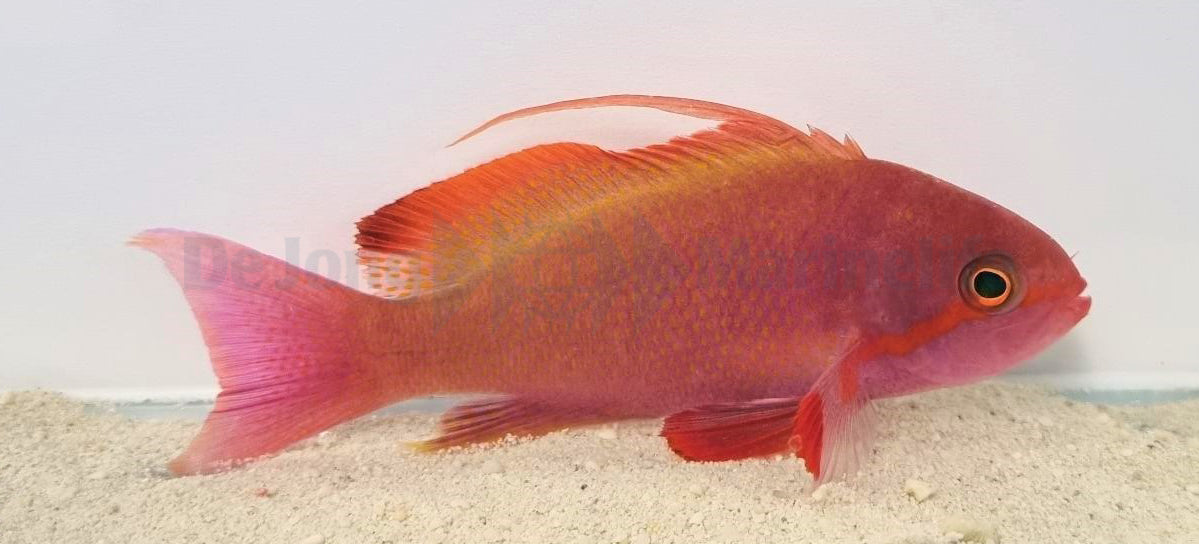 Pseudanthias cheirospilos (male)