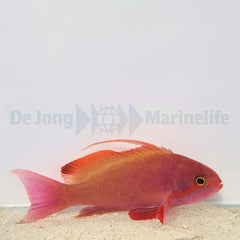 Pseudanthias cheirospilos (male)