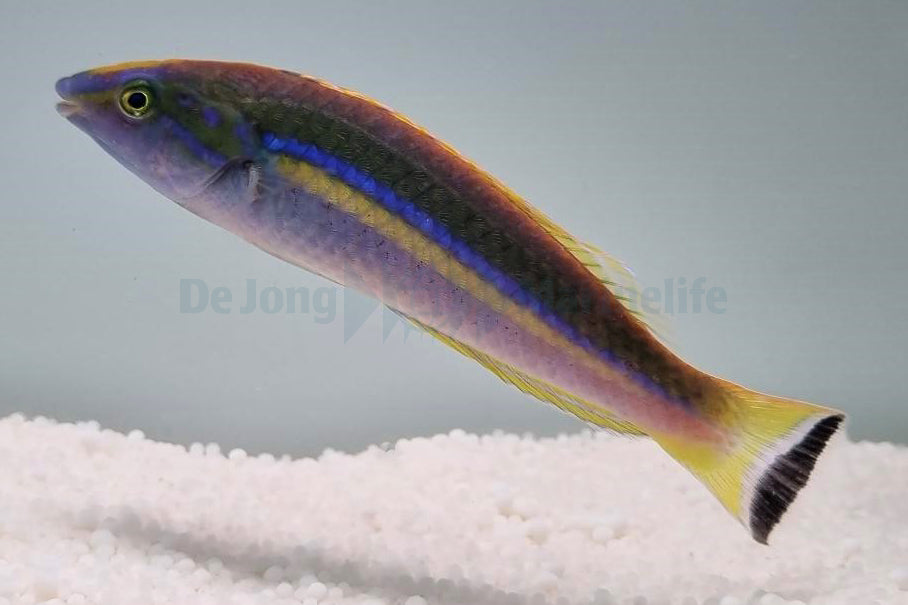 Pseudojuloides splendens (male)