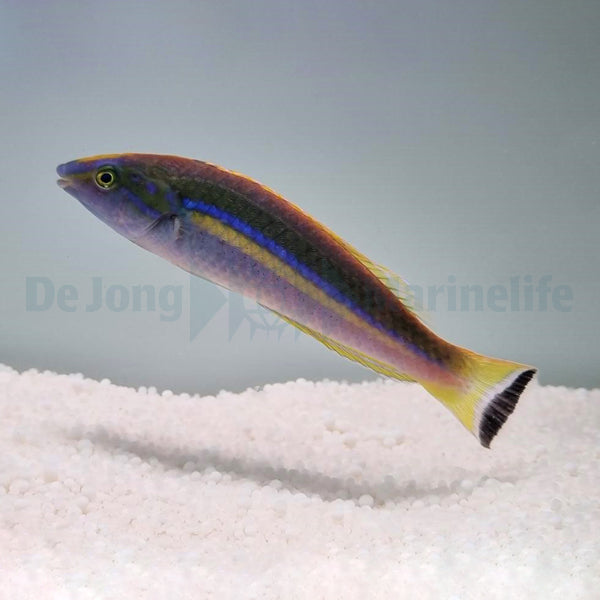 Pseudojuloides splendens (male)