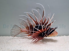 Pterois radiata