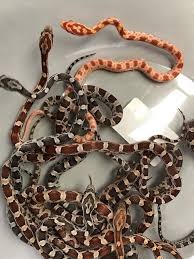 Pantherophis Guttatus Rattenslang  mixed colours 25-35 cm