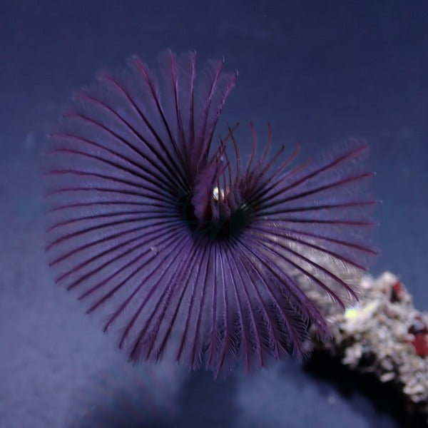 Sabellastarte spp. (Purple)