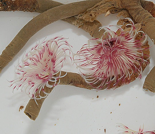 Sabellastarte spp. (Red-White)