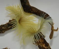 Sabellastarte spp. (Yellow)