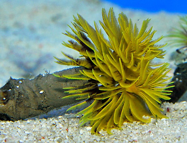 Sabellastarte spp. (Yellow) (XL)