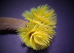 Sabellastarte spp. (Yellow) (XL)