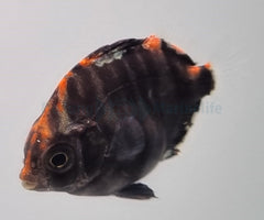 Scatophagus argus - T.B.