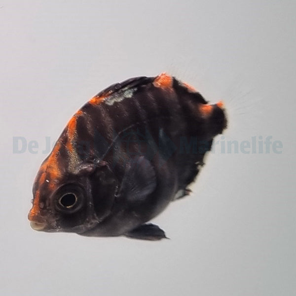 Scatophagus argus