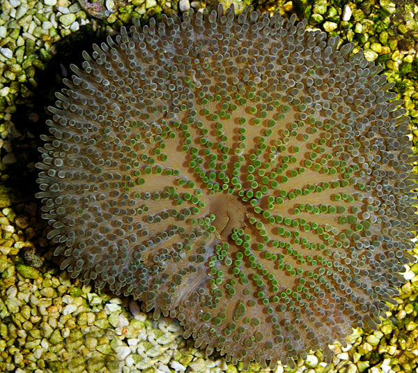 Stichodactyla helianthus (Cuba)