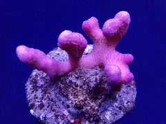 Stylophora pistillata (Pink) (Tonga)