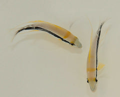 Symphorichthys spilurus