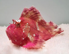 Taenianotus triacanthus (Pink/Red)