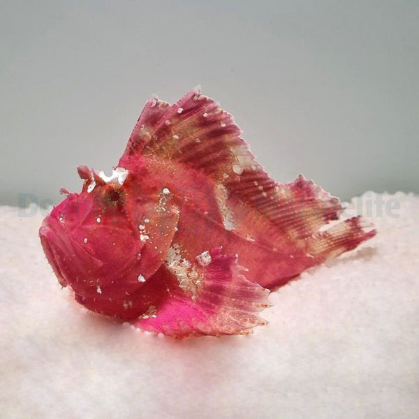 Taenianotus triacanthus (Pink/Red)