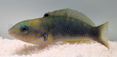 Thalassoma hebraicum