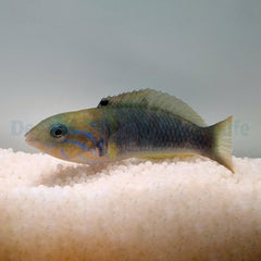 Thalassoma hebraicum