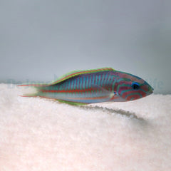 Thalassoma rueppellii