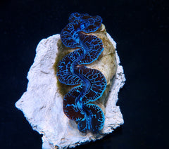 Tridacna maxima (Blue) (Ultra) (Pacific) (13cm)