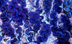 Tridacna maxima (Pink-Purple) (12cm)