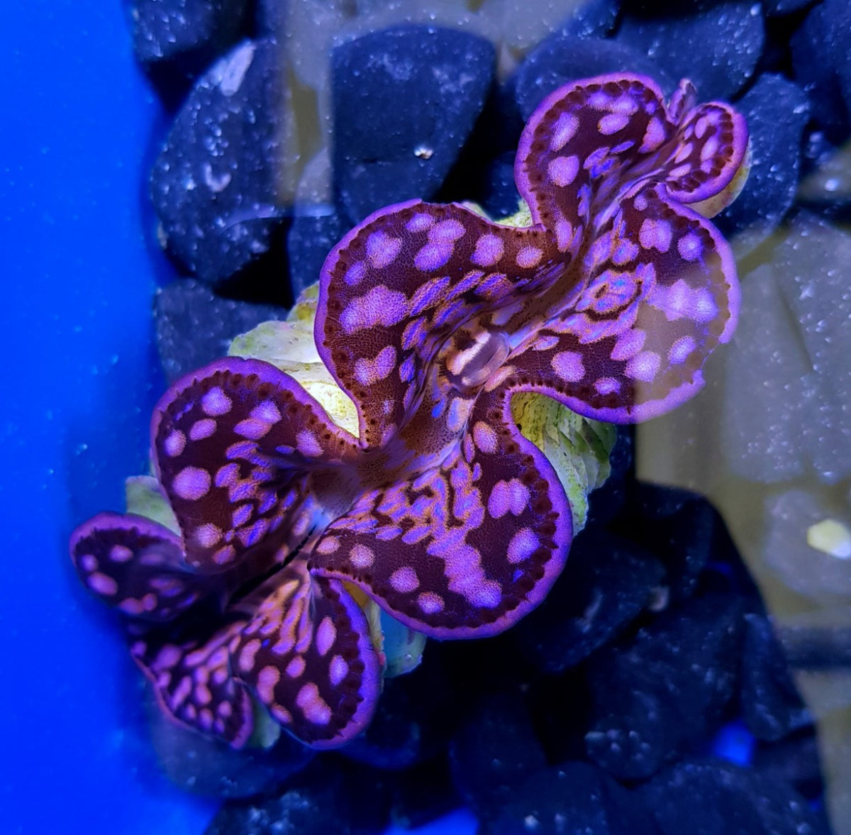 Tridacna maxima (Pink-Purple) (10cm)