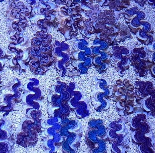 Tridacna spp. (Red Sea) (5cm)